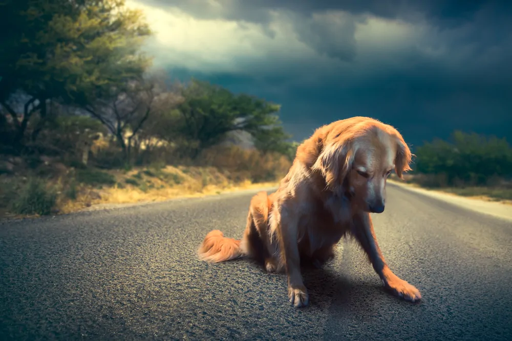 Foto di un cane randagio lungo una strada