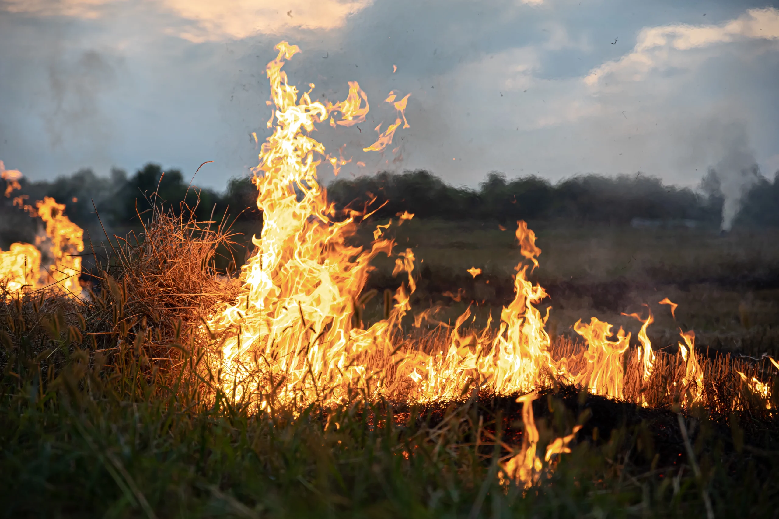 fuoco-nella-steppa-l-erba-brucia-distruggendo-tutto-sul-suo-cammino Immagine di una steppa d'erba che brucia