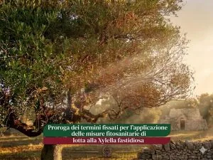 Immagine di un albero di ulivo