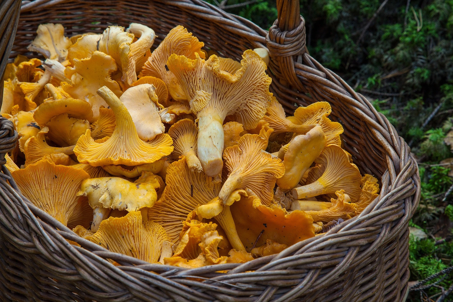 Immagine di un cesto di funghi